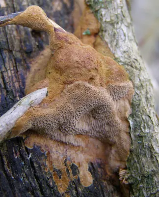 Fuscoporia ferrea