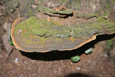 Phellinus fastuosus