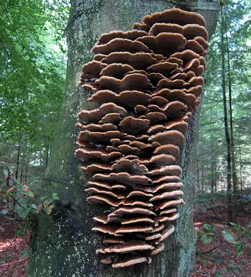 Inonotus cuticularis