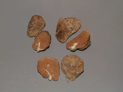 Gautieria monticola