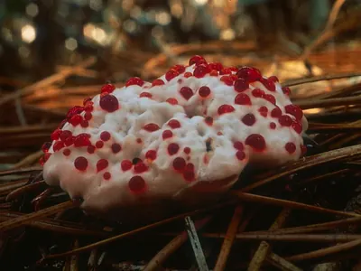 Hydnellum peckii
