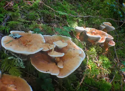 Hydnellum aurantiacum
