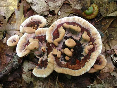 Ridged tooth