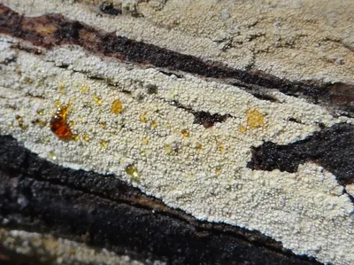 Brevicellicium olivascens