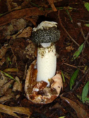 Itajahya galericulata