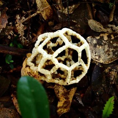 Ileodictyon cibarium