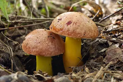 Aureoboletus gentilis