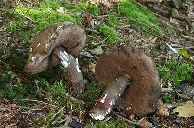 Porphyrellus porphyrosporus