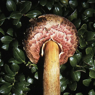 Boletellus emodensis