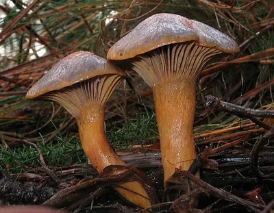 Chroogomphus rutilus