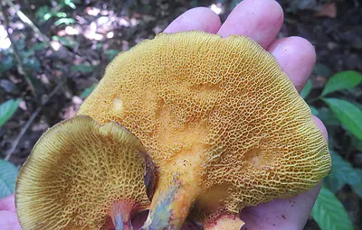 Boletinellus exiguus