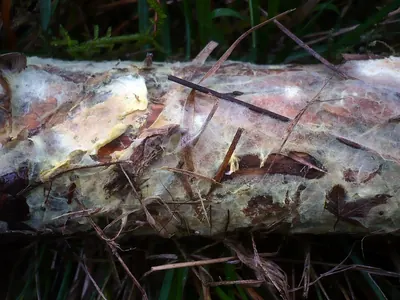Amylocorticium subincarnatum