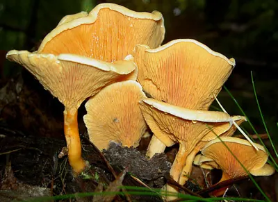 Hygrophoropsis aurantiaca