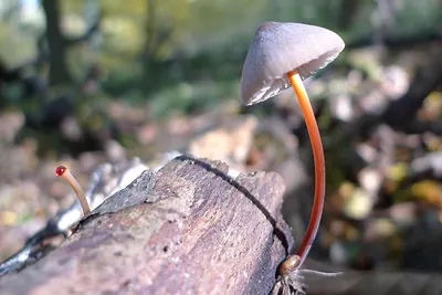 Mycena crocata