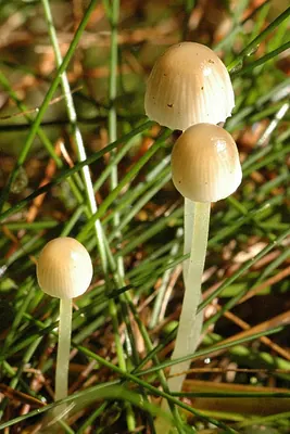 Mycena metata