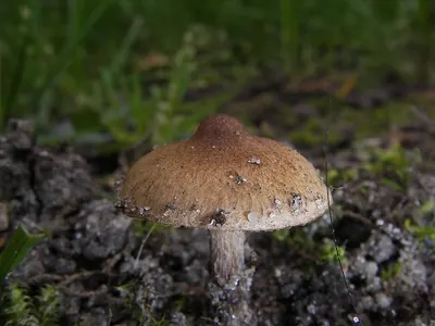 Inocybe curvipes