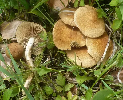 Inocybe dulcamara