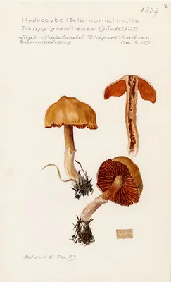 Cortinarius incisus
