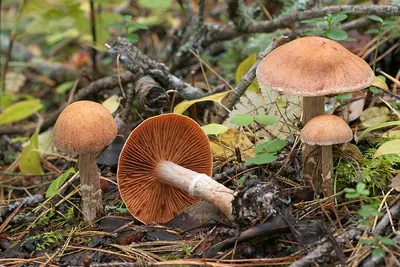 Cortinarius laniger