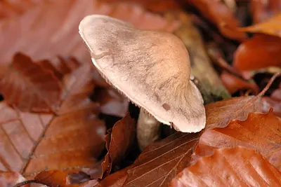 Cortinarius anomalus