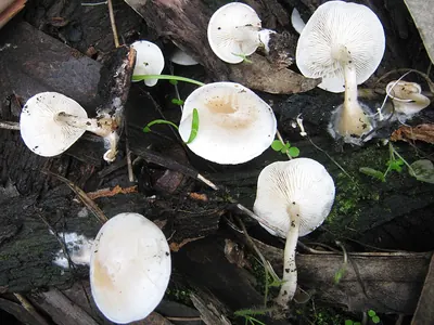 Ossicaulis lachnopus