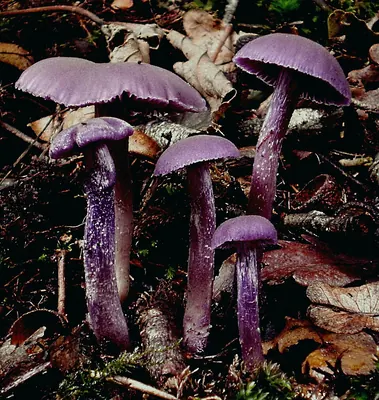 Laccaria amethystina