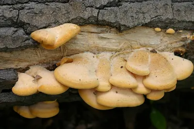 Mock oyster