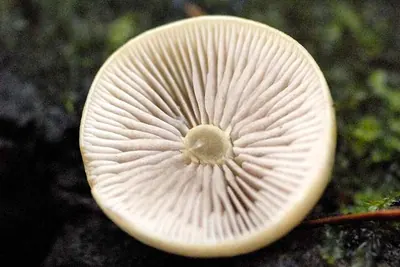 Hebeloma leucosarx