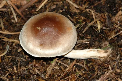 Hebeloma mesophaeum