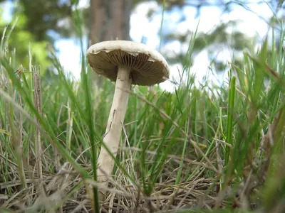 Agrocybe molesta