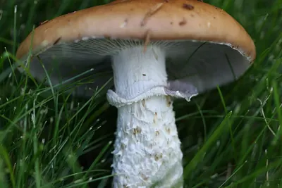 Stropharia hornemannii