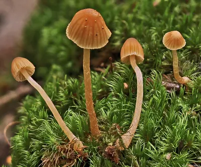 Galerina cerina