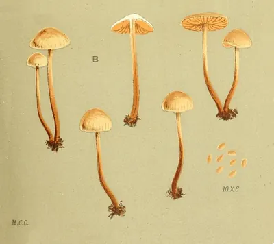 Naucoria scolecina