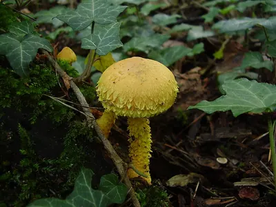 Pholiota flammans