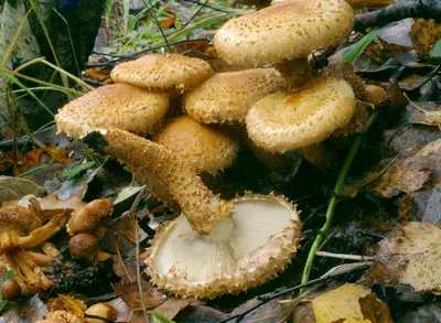 Shaggy scalycap