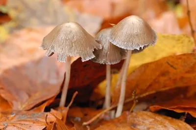 Psathyrella conopilus