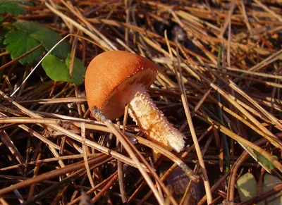 Cystodermella cinnabarina