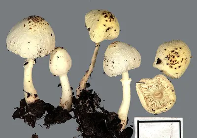 Leucocoprinus straminellus