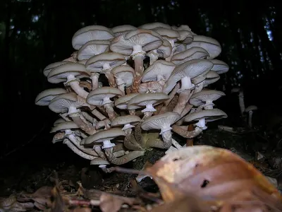 Honey Fungus