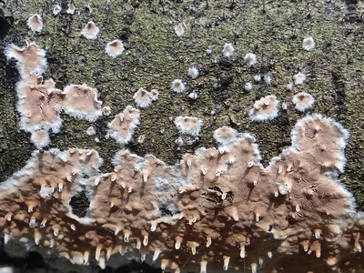 Cylindrobasidium laeve