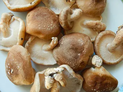 Shiitake