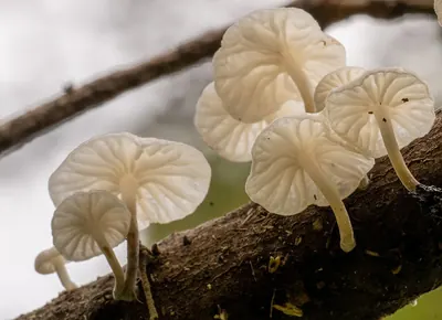 Marasmiellus candidus
