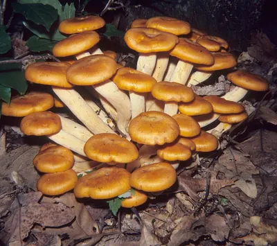 Omphalotus illudens