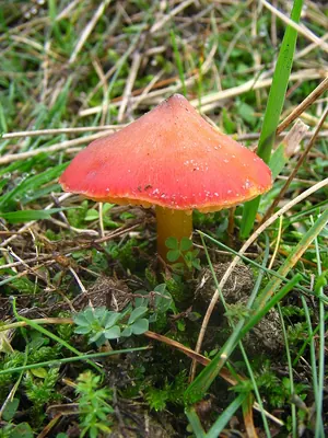 Hygrocybe conica