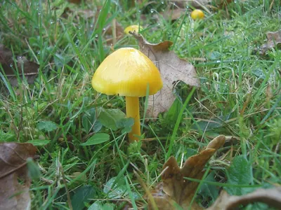 Hygrocybe chlorophana