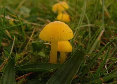 Hygrocybe ceracea