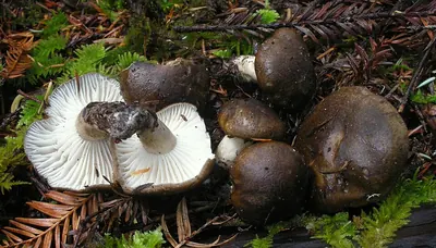 Hygrophorus camarophyllus