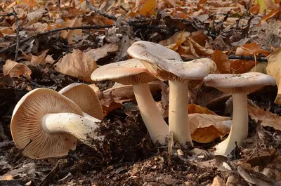 Entoloma sinuatum