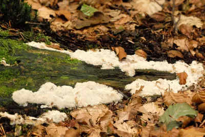 Rigidoporus sanguinolentus
