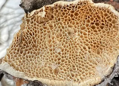 Antrodia ramentacea